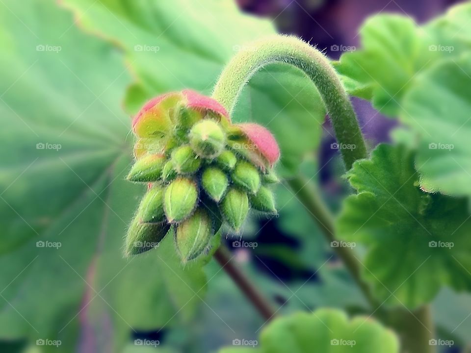 green bud of pelargonium flower, before blooming in green shades