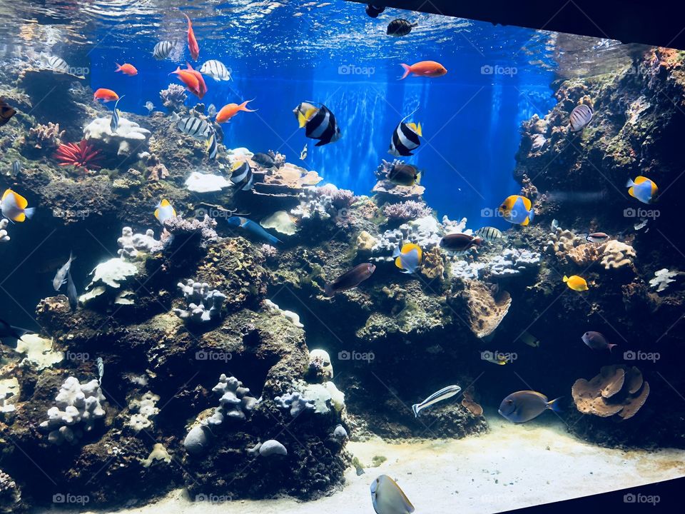 Fish - Honolulu Aquarium
