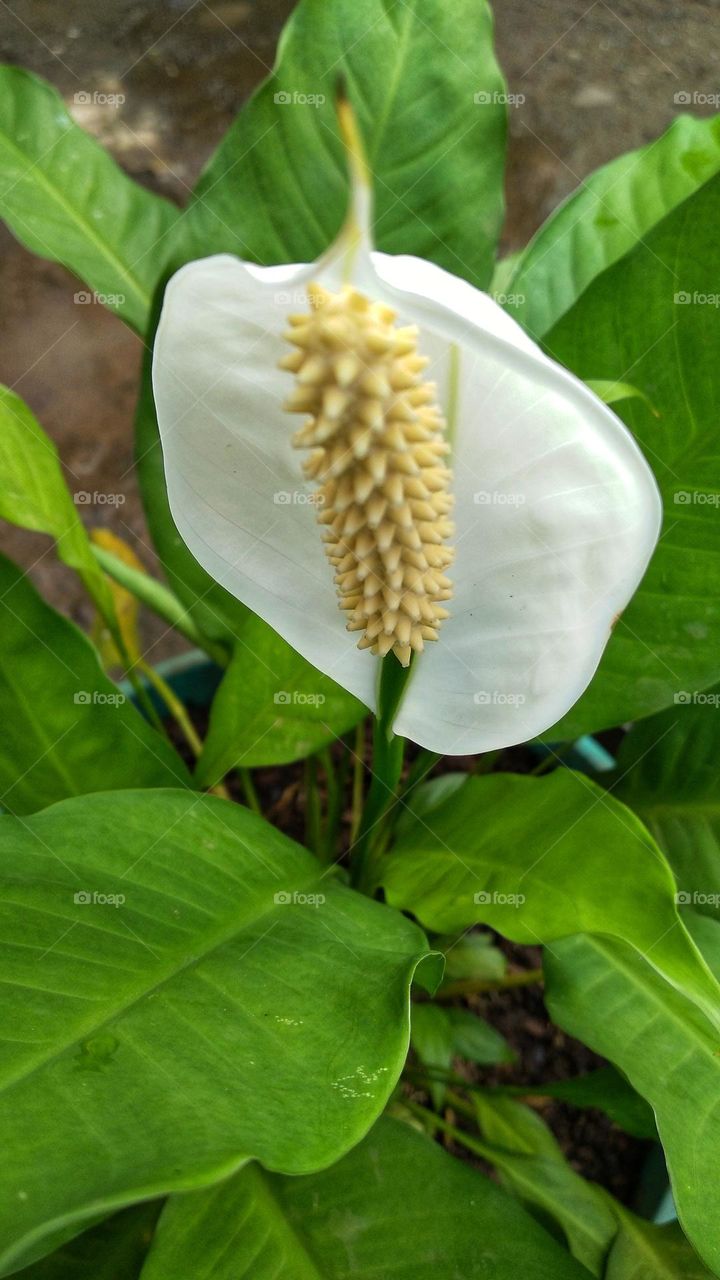 Beautiful white Spathiphyllum kochii flowers decorate the garden