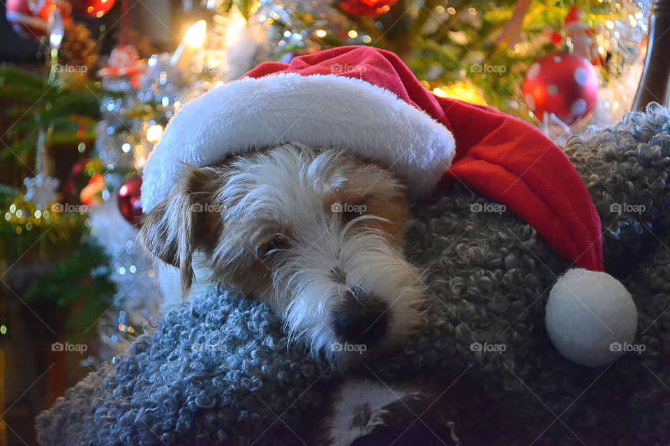 Dog with santa hat in front of a christmas tree