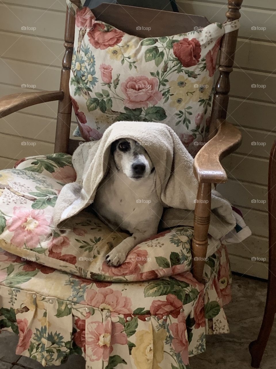 Cute dog under a blanket! 😂