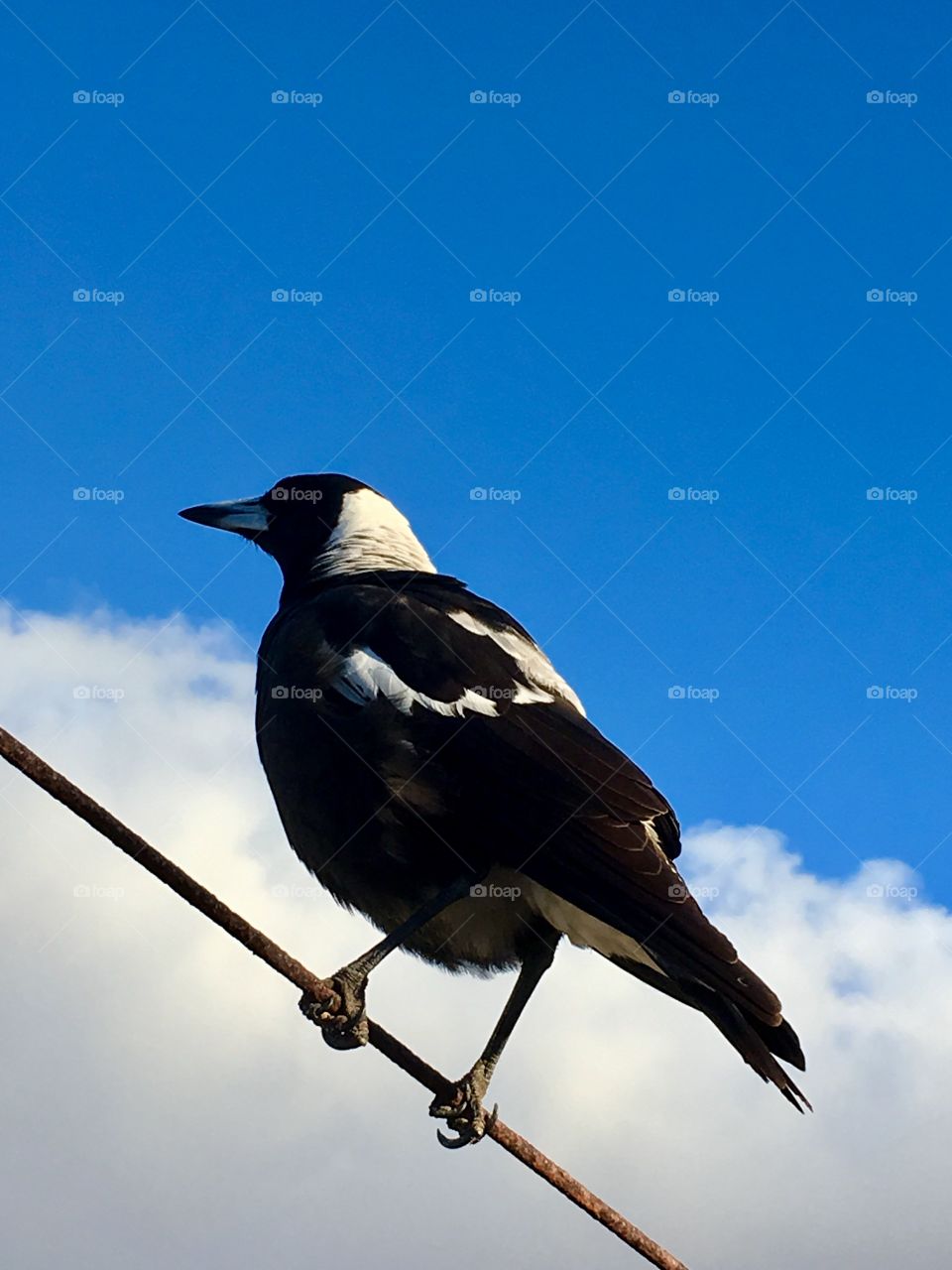 Closeup view Australian magpie perched on high wire against blue sky backdrop 