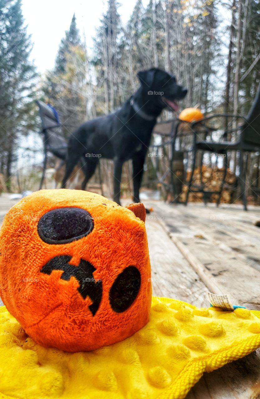 Halloween Bark Box.