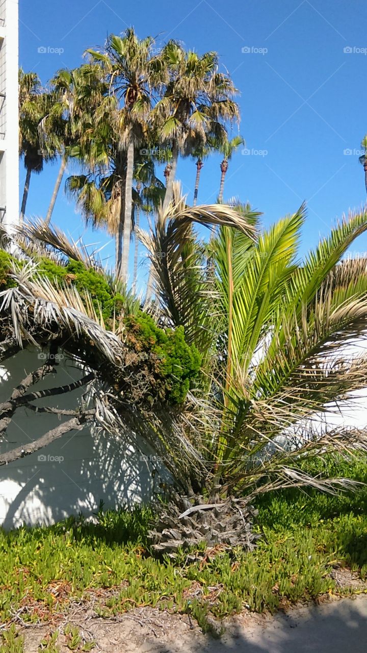 Sunny San Diego featuring a variety of ubiquitous palm trees