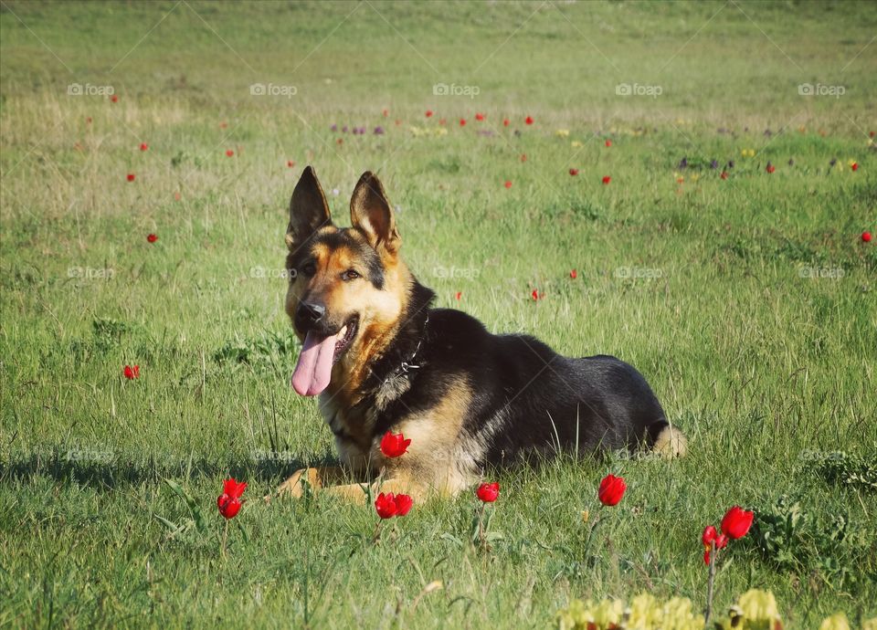 Shepherd dog Spring