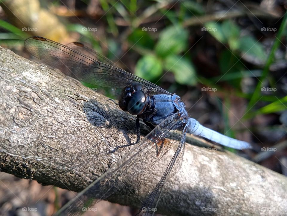 The shadow of the dragonfly on the branch.