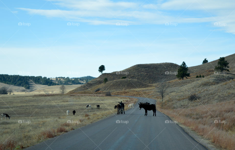 Wild donkeys block the road in Custer State Park in South Dakota. 