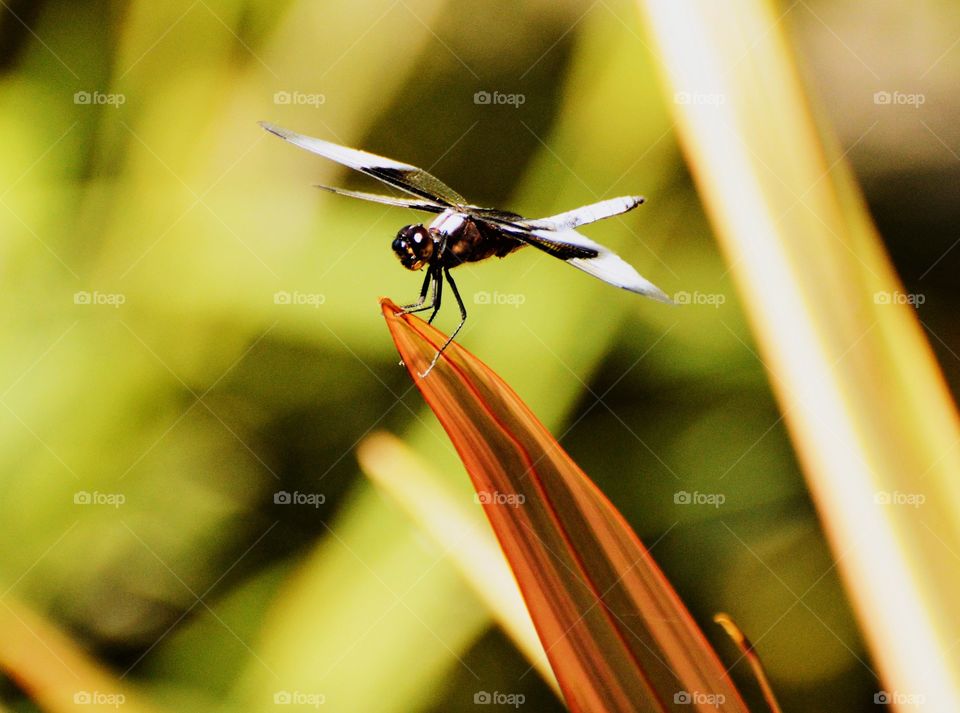 black and white dragonfly