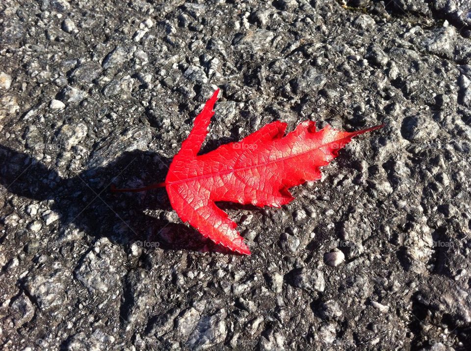 Red leaf