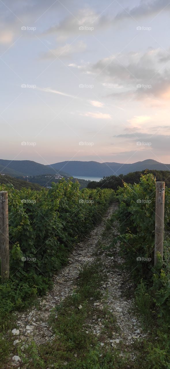 View of the lake among the mountains through the vineyards