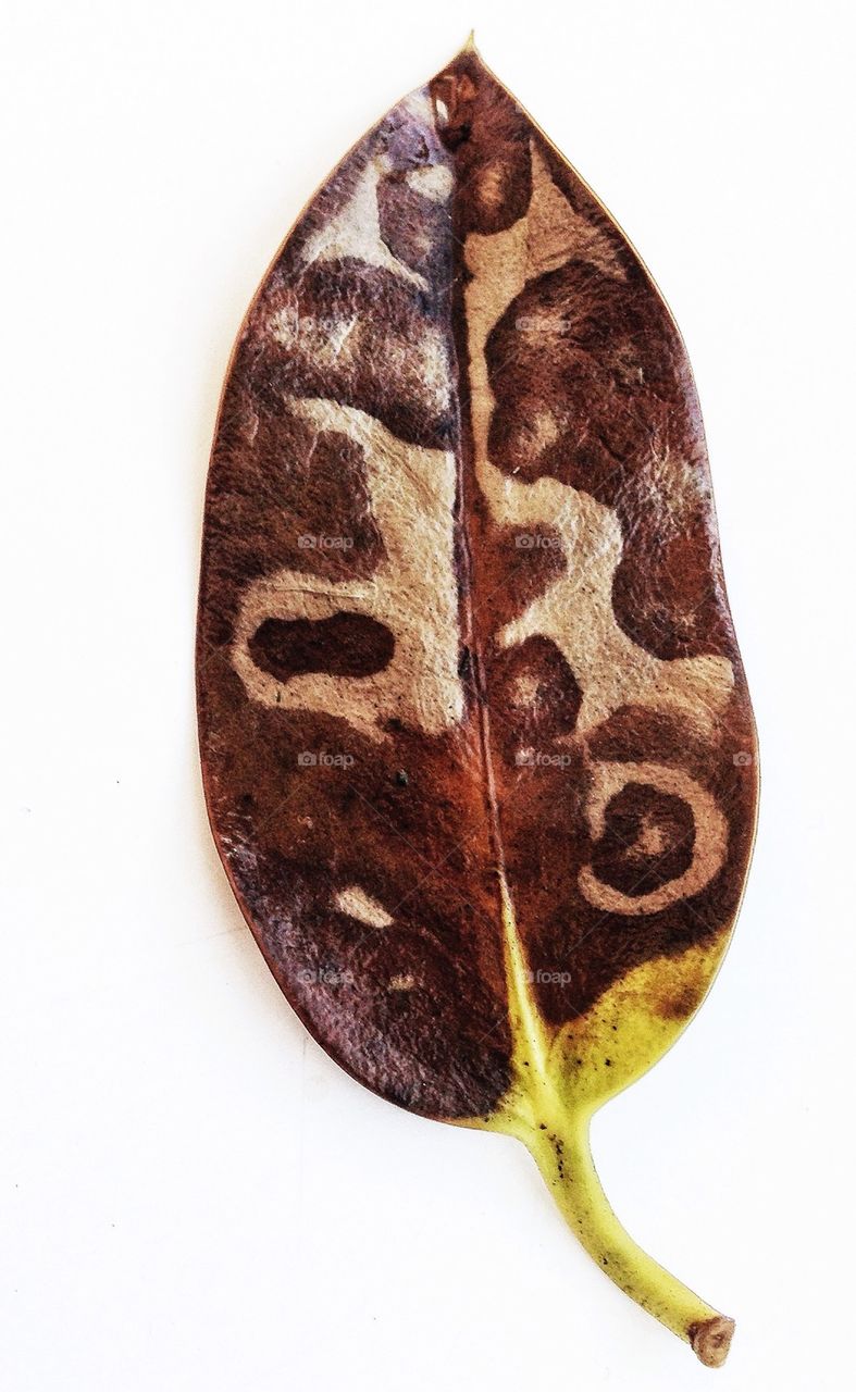 leaf brown unusual billericay by hannahdagogo