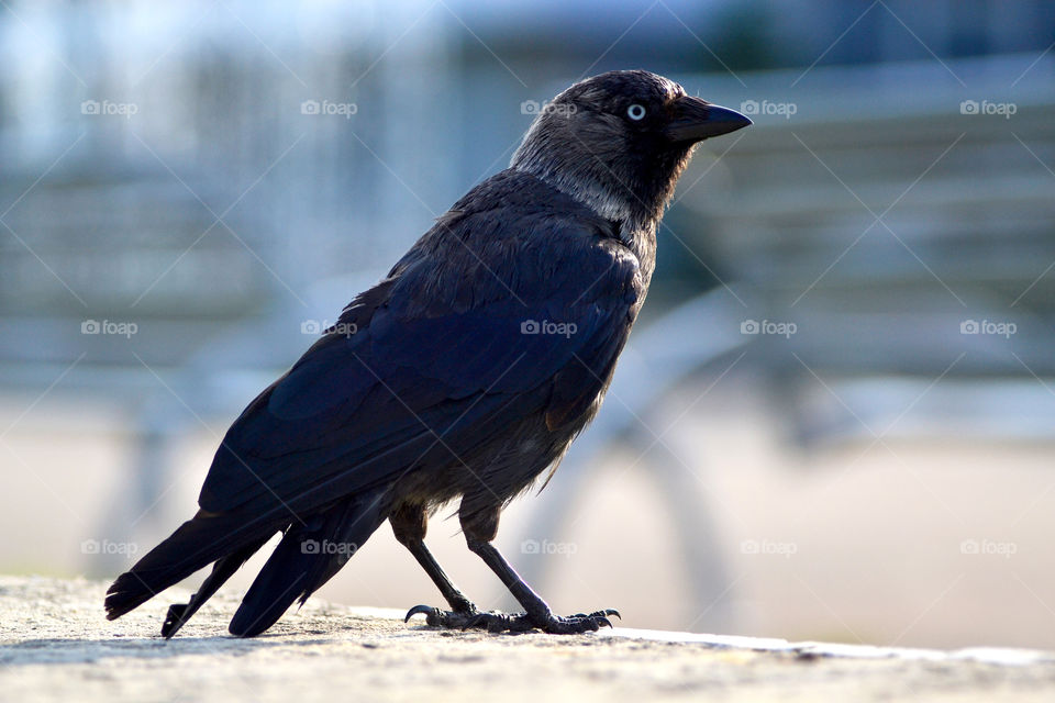 Jackdaw