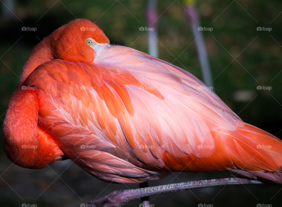 Sleeping flamingo at the Milwaukee County zoo