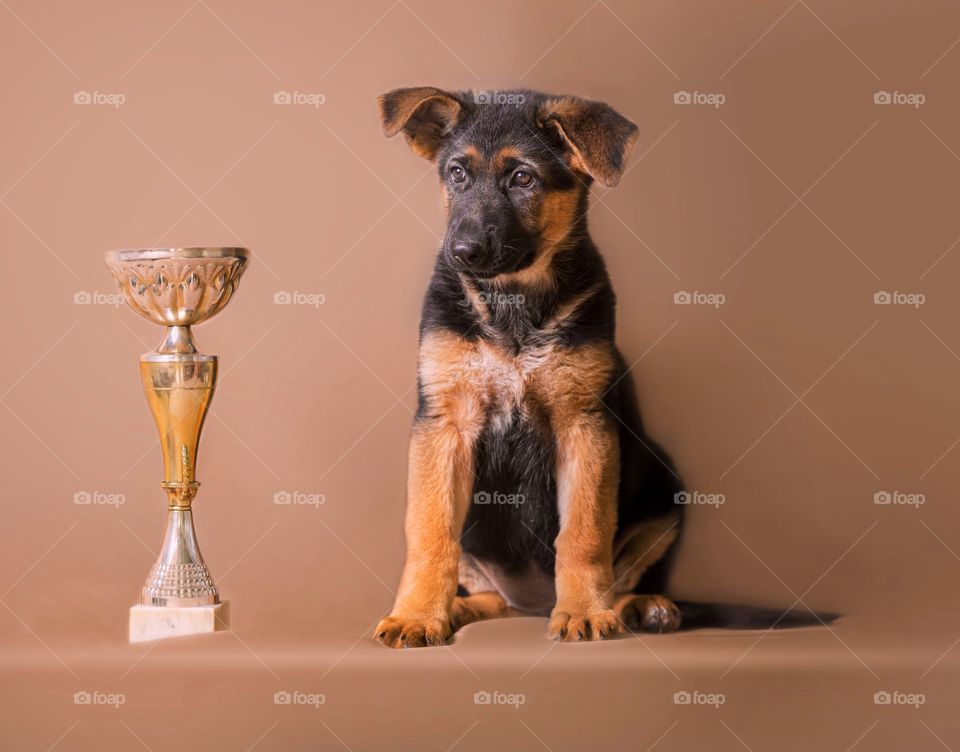 German shepherd puppy on light brown background 