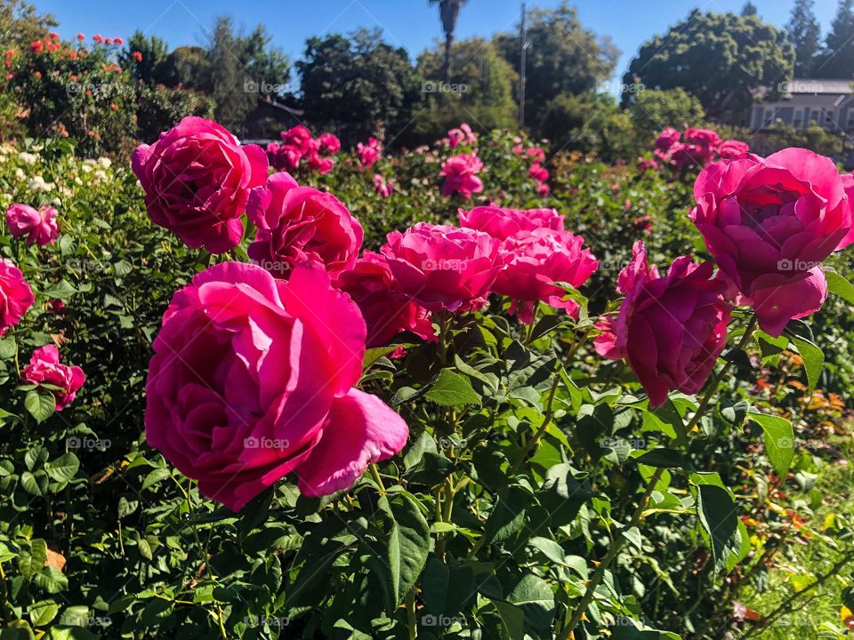 Pink Rose Flowers at San Jose Rose Garden. Etherial, wedding inspiration, romantic, cute. 