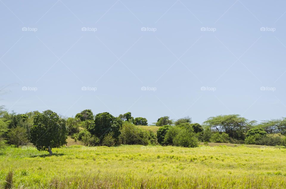 Grassy Landscape