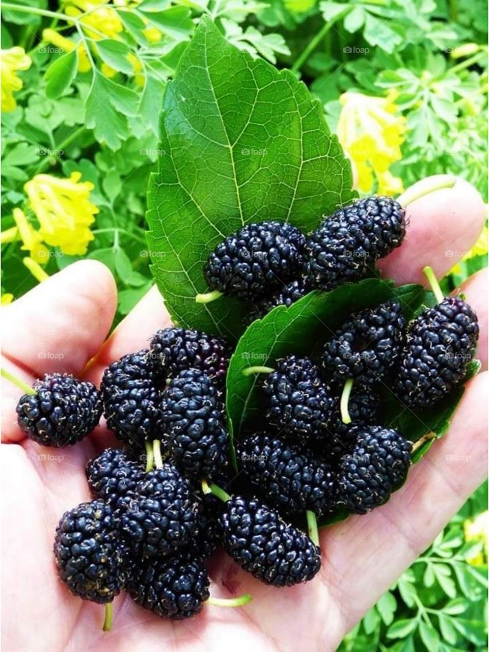 Blackberries are awesome