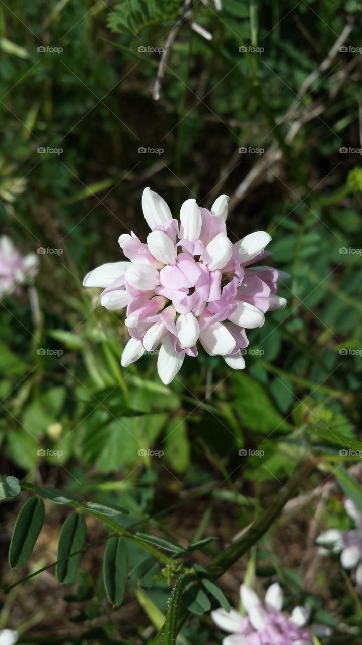 Crown Vetch. White and purple