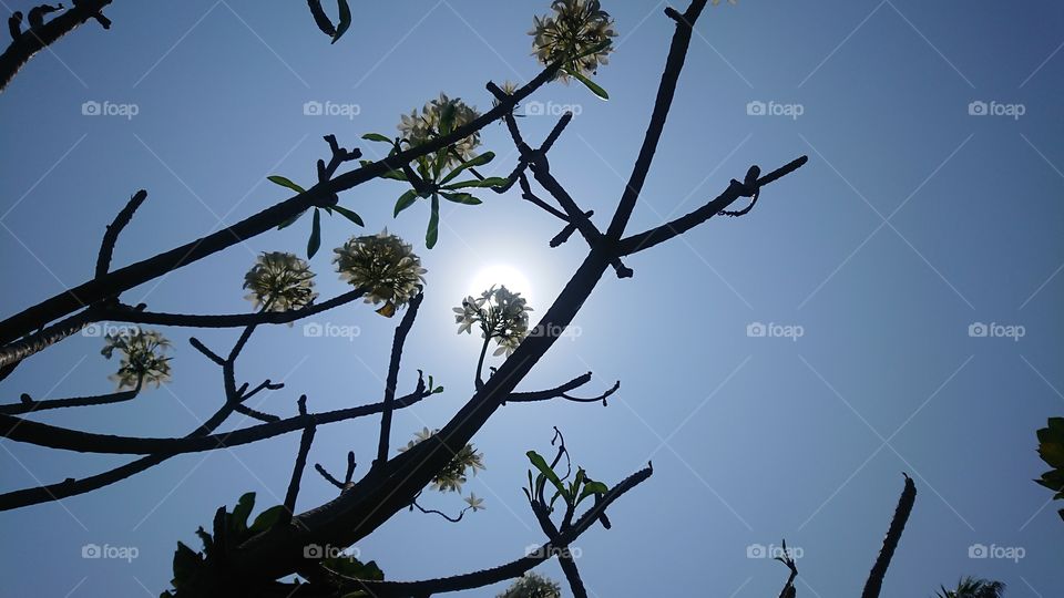 tree in day light with flower