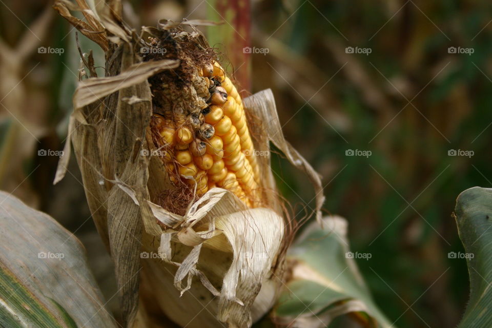 Exposed corn