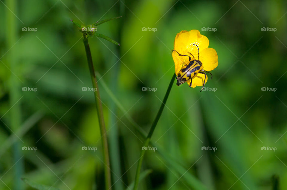bug on flower