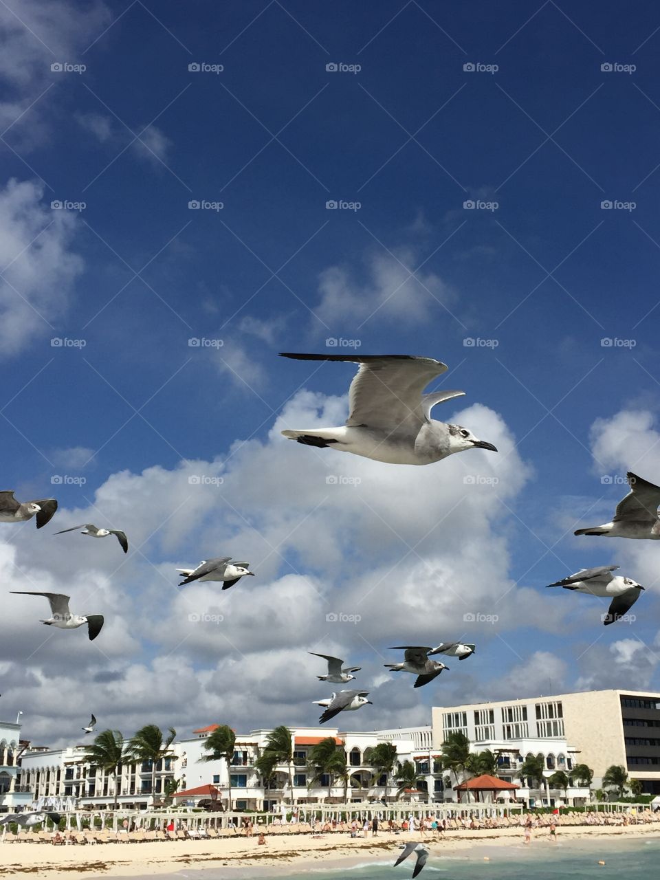 Seagulls, Bird, Flight, Sky, No Person