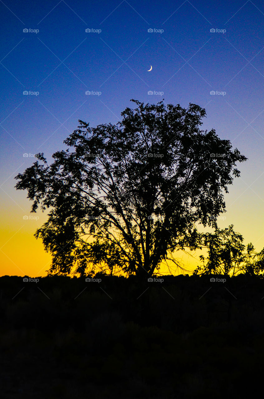 Stark silhouette an elm tree against the colors of the fading light of the southwestern sunset beneath a crescent moon