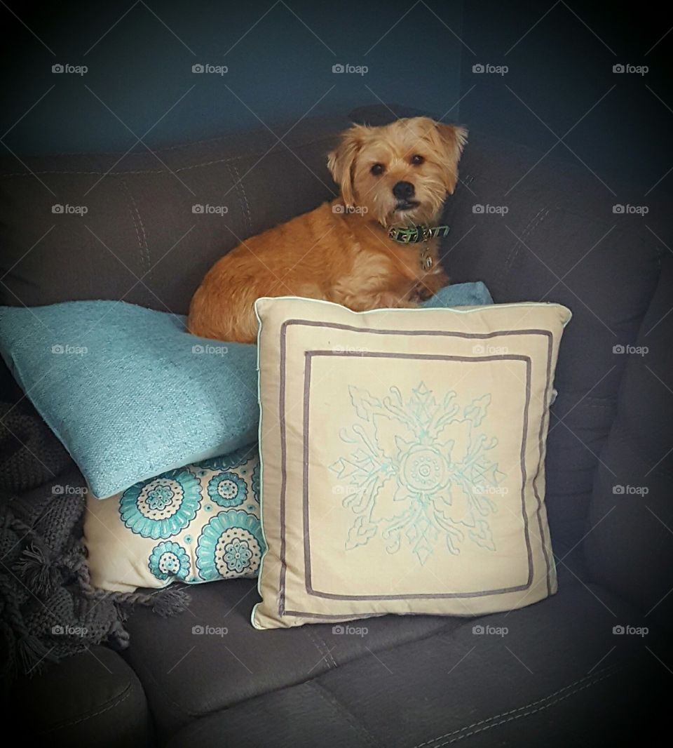 Dog, Sofa, Indoors, Pet, Seat