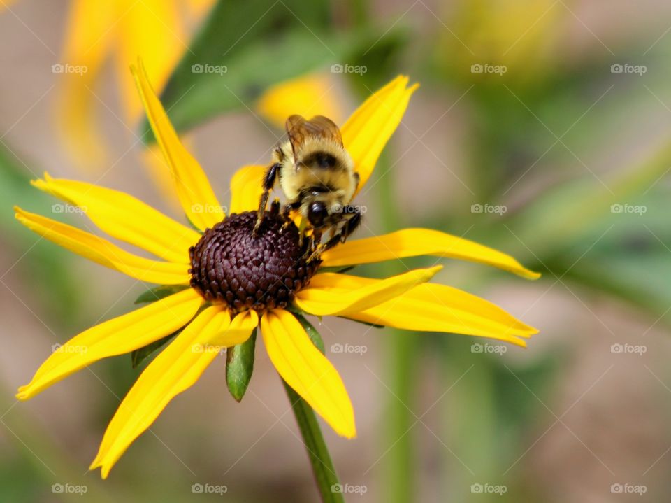 Bee on flower.