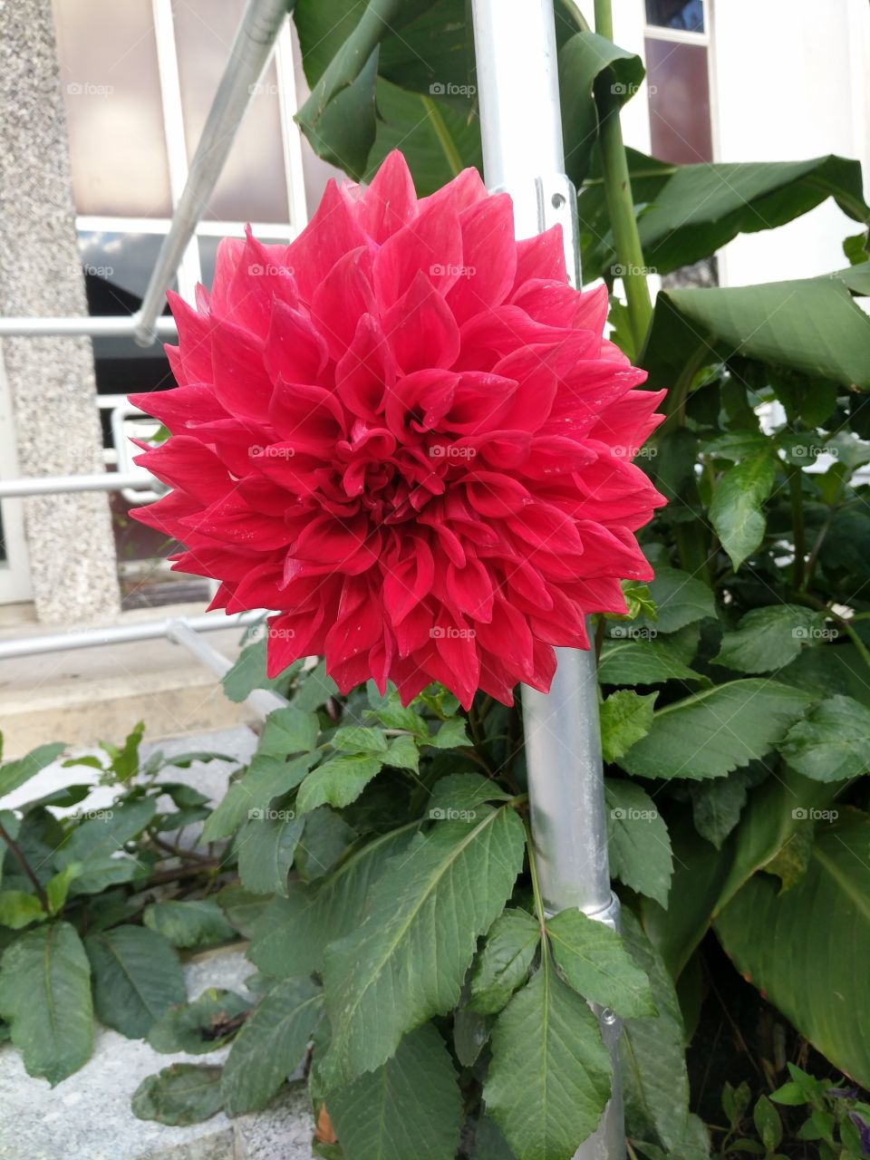 Beautiful flower on the way to class.