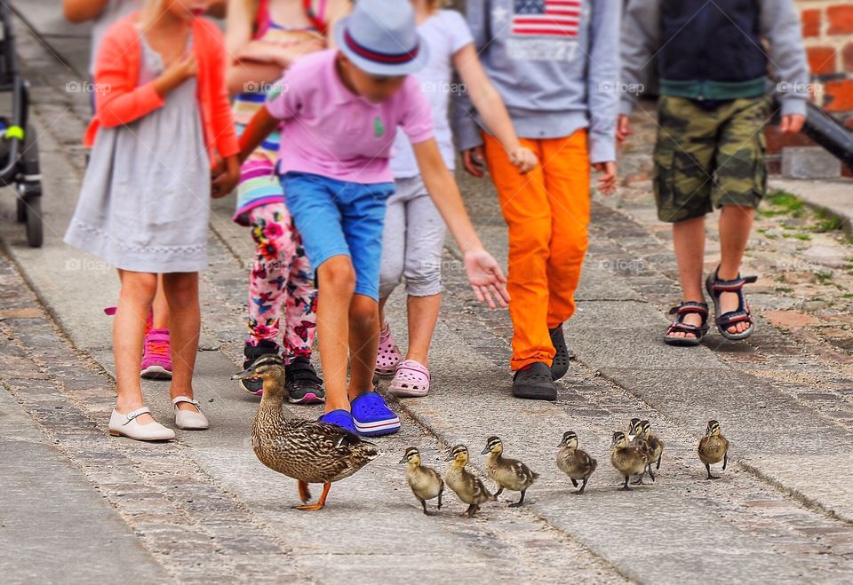 Baby animals