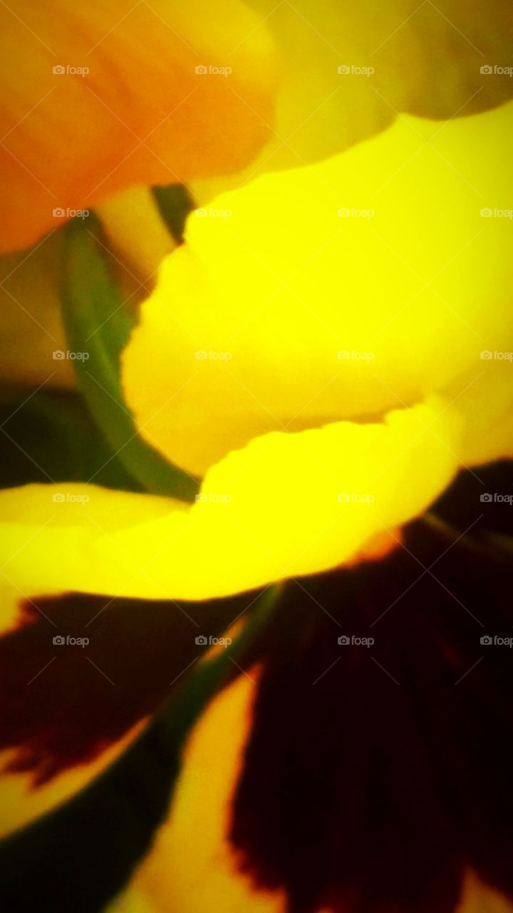 Closeup Spring Flowers