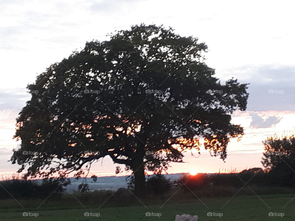 No Person, Tree, Landscape, Outdoors, Park