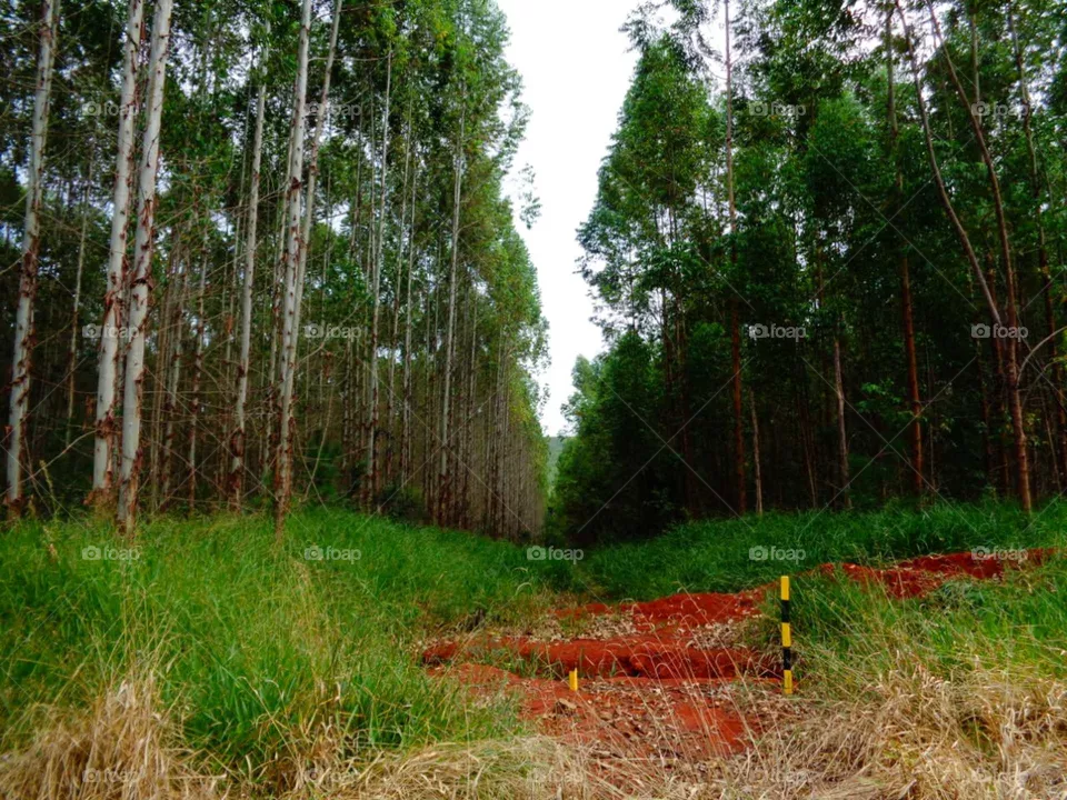 Floresta