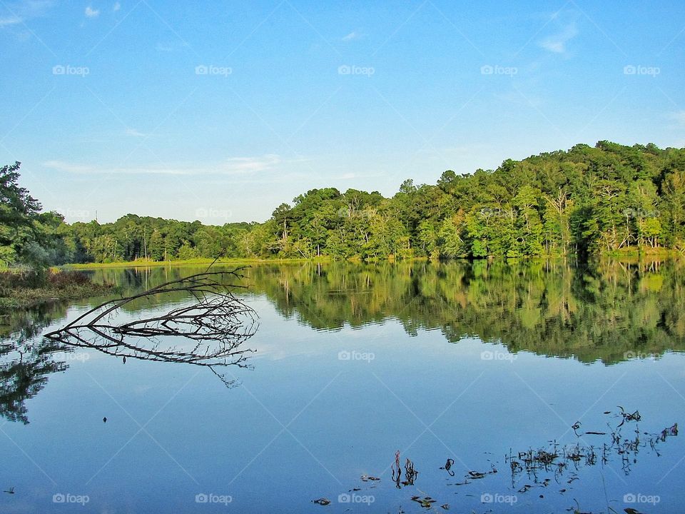 tree reflections on water