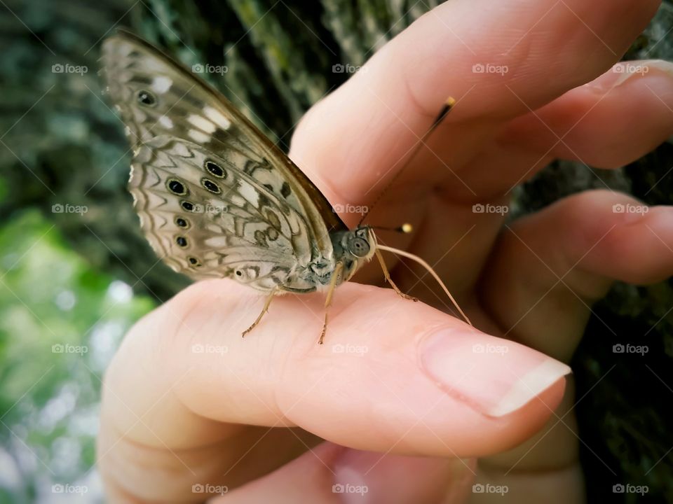 Woman Holding a Butterfly