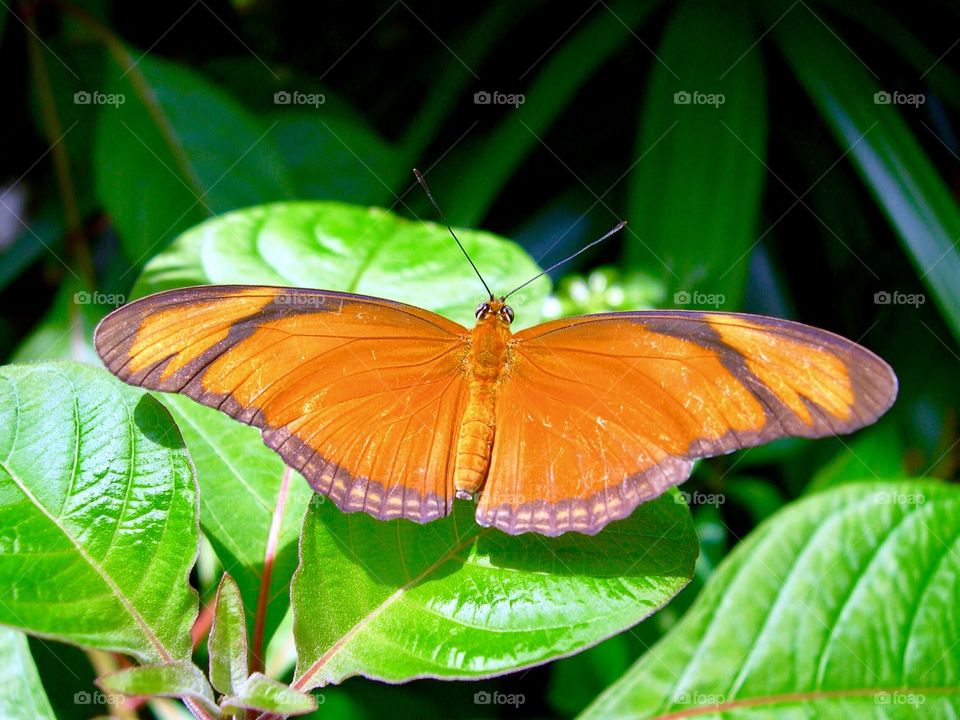 Orange butterfly 
