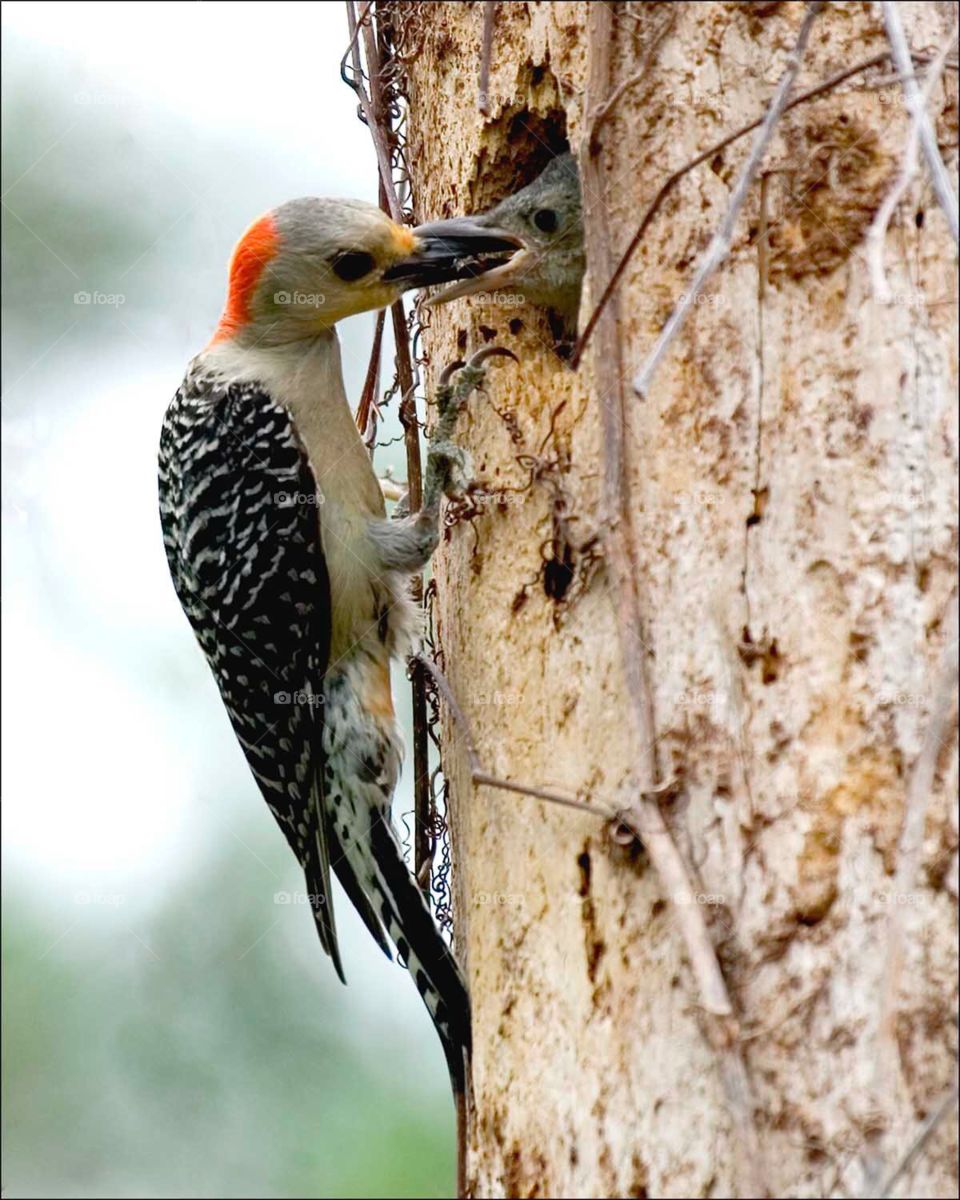 Busy Mother Woodpecker feeding her anxious adorable chick.