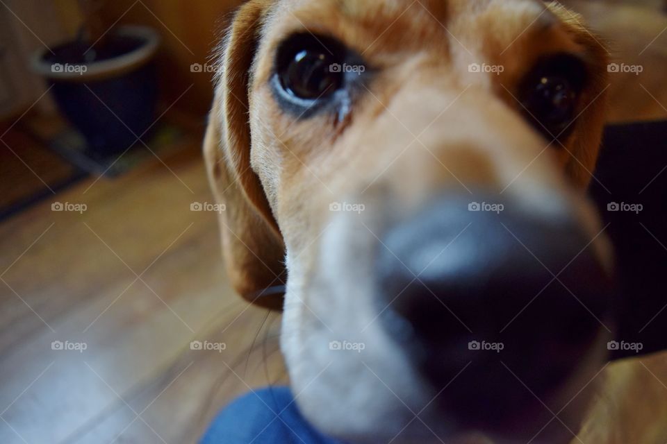 Beagle puppy close up