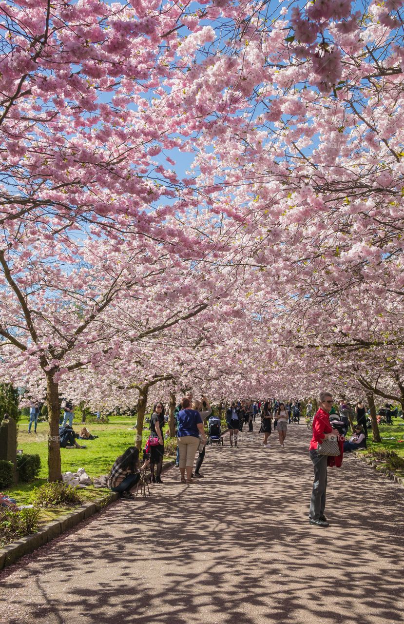 Pink park