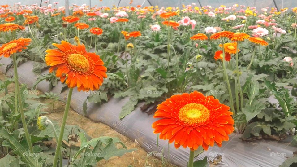 Gerbera flower cultivation in India