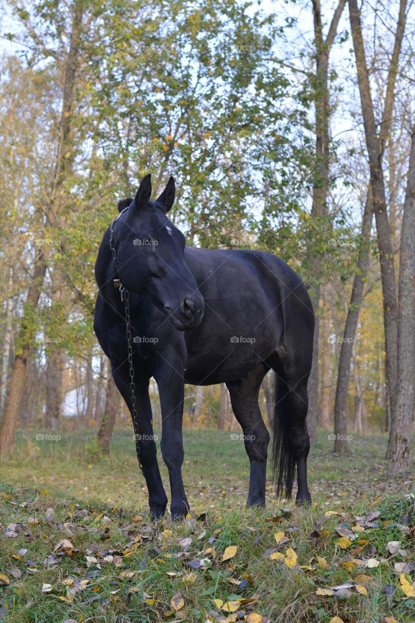 horse pet beautiful portrait in the park