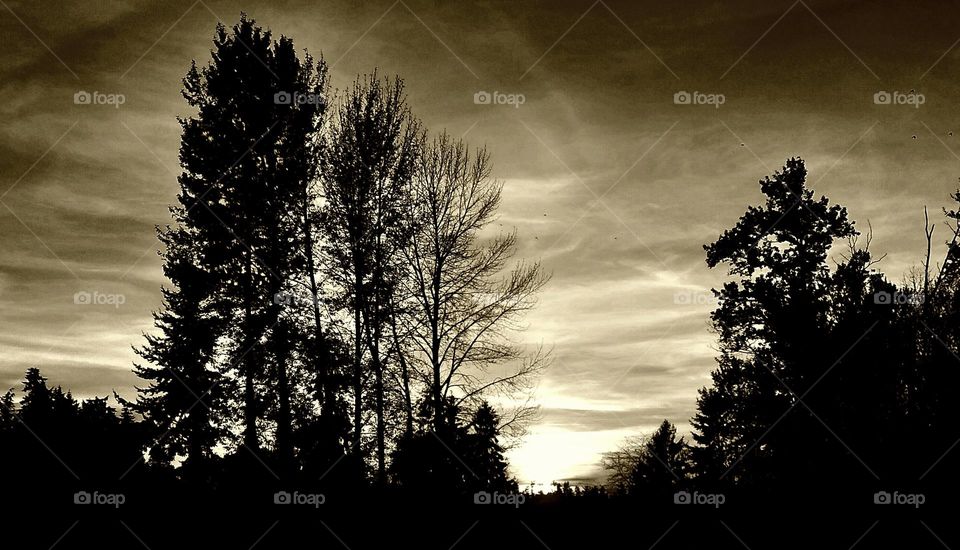 A cloudy day shows a cluster of trees with a grey and white backdrop of clouds shortly before dusk on a country road.