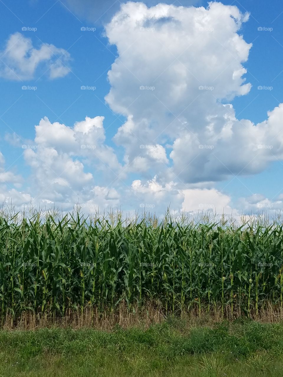 A beautiful day for corn
