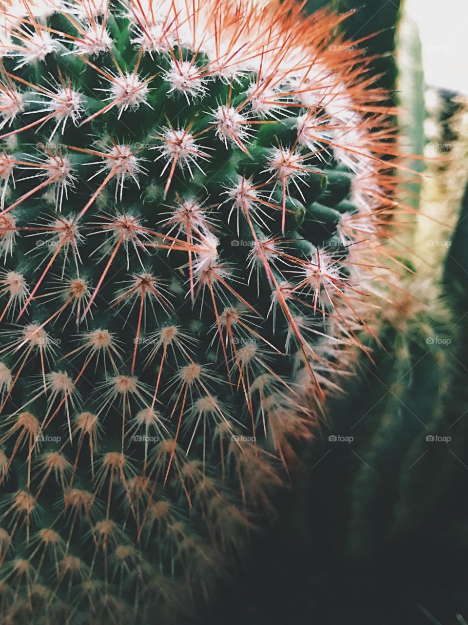 Cactus 