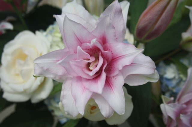 Double Lily (aka Rose Lily) 
