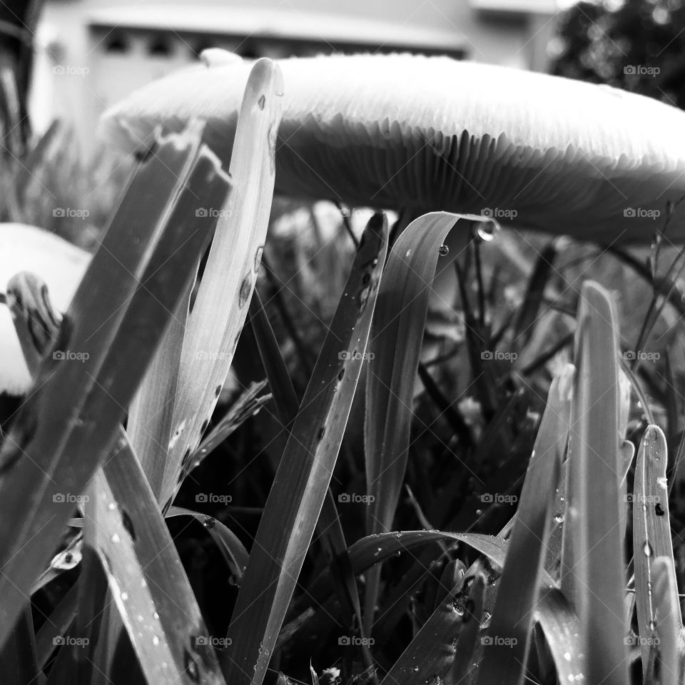 Mushrooms from all the rain🍄