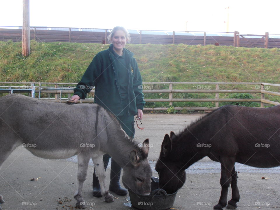 Donkeys With Keeper