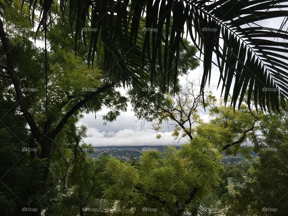 A green window to the mountains. 