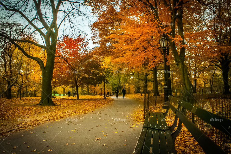 Fall in Central Park